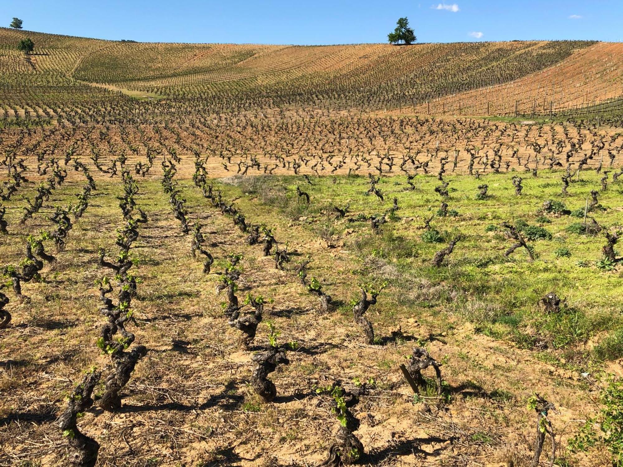 Boutique Finca Esencial Villafranca Del Bierzo Zewnętrze zdjęcie